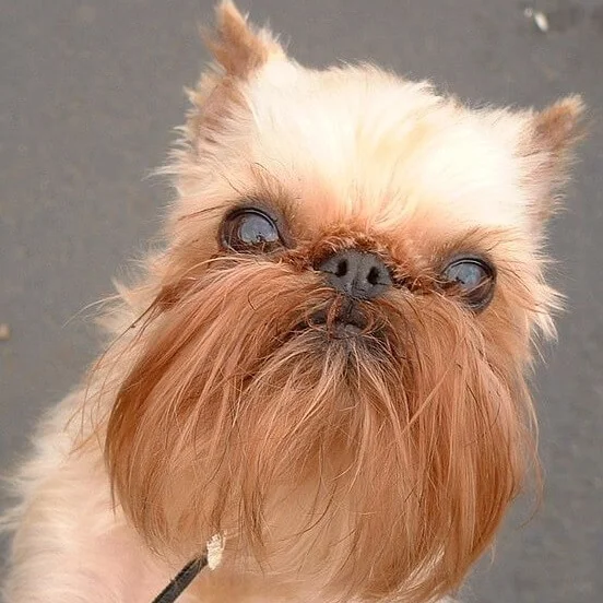 Brussels best sale griffon origin